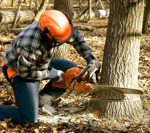 Tree Removal in Hot Springs National Park, AR